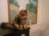 dreamofjoy2294_small.jpg