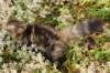 dreamofjoyimg_235616_small.jpg
