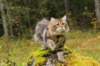 joyimg_2359_small.jpg