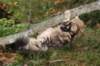 joyimg_2376_small.jpg