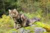 joyimg_2411_small.jpg
