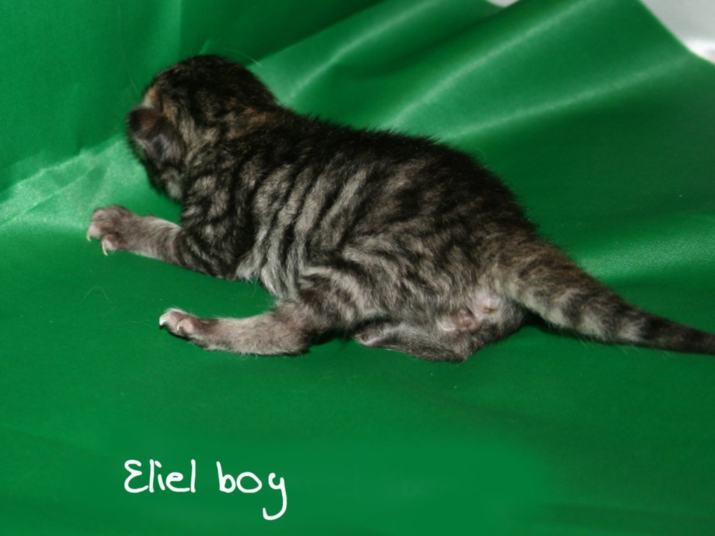 eliel2.jpg