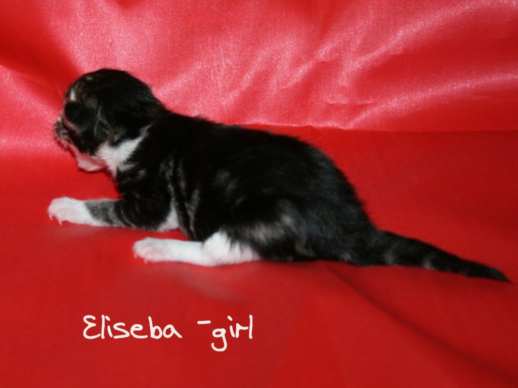 elisebatabbywhitegirl.jpg