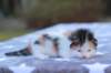 edengirlsibf022114_small.jpg