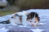 edengirlsibf022115_small.jpg