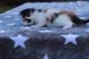 edengirlsibf02215_small.jpg