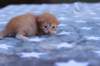eliakimboysibd242311_small.jpg