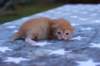 eliakimboysibd24231_small.jpg