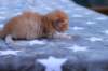 eliakimboysibd24235_small.jpg