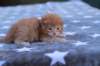 eliazarboysibd242310_small.jpg