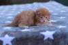 eliazarboysibd242311_small.jpg
