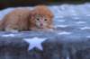 eliazarboysibd242313_small.jpg