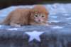 eliazarboysibd24231_small.jpg