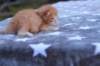 eliazarboysibd24232_small.jpg