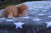 eliazarboysibd24233_small.jpg