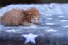 eliazarboysibd24235_small.jpg