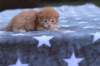 eliazarboysibd24238_small.jpg