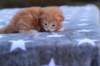 enochboysibd2213_small.jpg