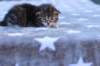 ephratahgirlsibf2213_small.jpg