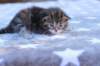ephratahgirlsibf223_small.jpg