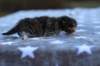 ephratahgirlsibf227_small.jpg