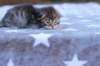 esthergirlsibn24234_small.jpg