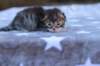 esthergirlsibn24235_small.jpg