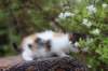 eden4weeks56108_small.jpg