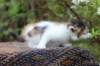 eden4weeks56122_small.jpg