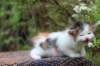 eden4weeks56127_small.jpg