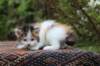 eden4weeks56144_small.jpg