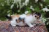 eden4weeks561_small.jpg