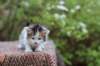 eden4weeks5679_small.jpg
