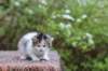 eden4weeks5682_small.jpg