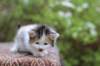 eden4weeks5685_small.jpg