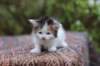 eden4weeks5686_small.jpg