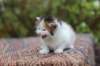 eden4weeks5687_small.jpg