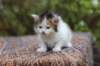 eden4weeks5688_small.jpg