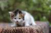 eden4weeks5692_small.jpg