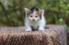eden4weeks5693_small.jpg