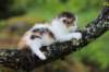 edengirl4weeks5622_small.jpg