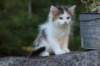 edengirl7weeks286116_small.jpg