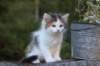edengirl7weeks286119_small.jpg