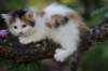 edengirl7weeks28612_small.jpg