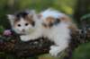 edengirl7weeks28613_small.jpg