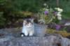 edengirl7weeks286140_small.jpg