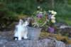edengirl7weeks286145_small.jpg