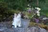 edengirl7weeks286146_small.jpg