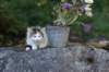 edengirl7weeks286156_small.jpg