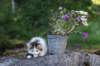 edengirl7weeks286158_small.jpg